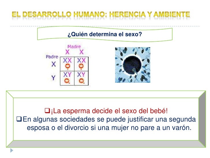 quien determina el sexo del bebe